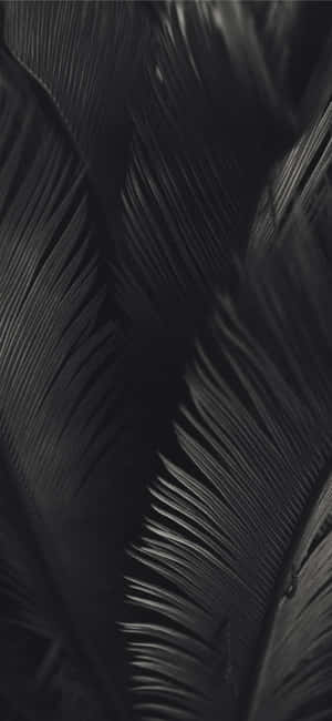 Palmera en Blanco y Negro — Oppo Find X Fondos de pantalla