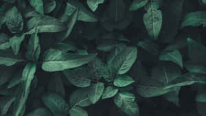 Fondo estético para laptop — Estético laptop GIF Fondos de pantalla