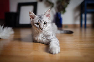 Gato gris con ojos verdes y pelaje esponjoso en el suelo extendiendo sus patas hacia ti. Lindos animales.