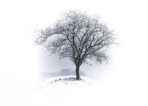 Imágenes de estética de nieve — Estética de nieve Fondos de pantalla