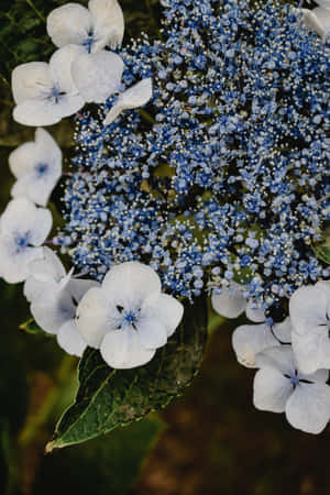 Hortensias Serrata Azules Teléfono — Flores Fondos de pantalla
