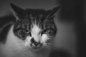 Fotos del Gato Gruñón — MacBook Pro 14 Fondos de pantalla