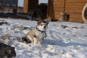 Husky lindo con collar azul — Azul lindo Fondos de pantalla