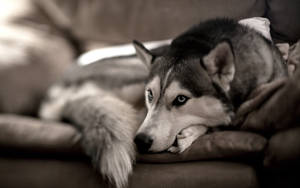 Fondo de pantalla de perro Husky siberiano sentado en un sofá gris