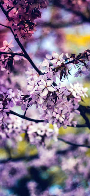 Flor Arcoíris iPhone — iPhone 12 Fondos de pantalla