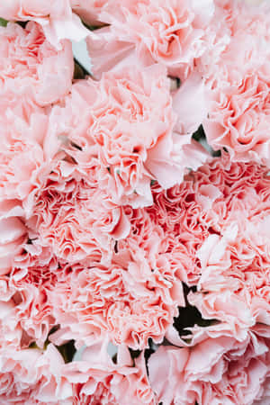 Fondo de flor rosa
