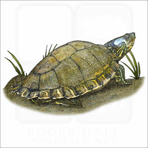 Ilustración de Tortuga Mapache de Escambia — Pixel Watch Fondos de pantalla