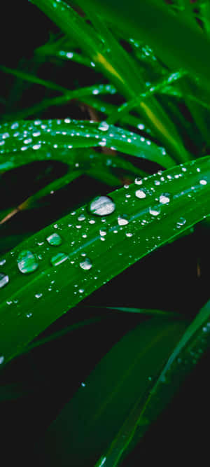 1080x2400 — iPhone 17 Pro Max Fondos de pantalla