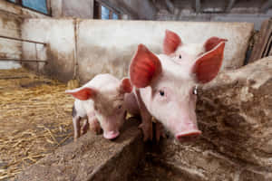 imágenes de animales de granja — MacBook Pro M3 Fondos de pantalla