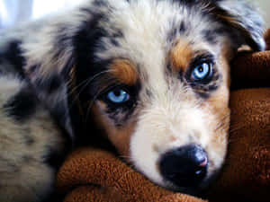 Imágenes de Cachorros de Pastor Australiano — Cachorro lindo Fondos de pantalla