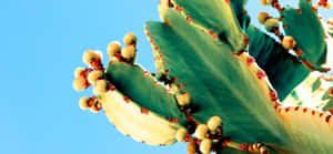 Fotos de cactus — Verano Fondos de pantalla