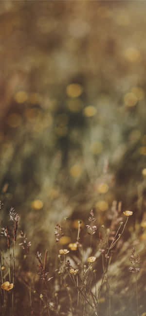 Imágenes de Flores Silvestres — Galaxia A17 Fondos de pantalla