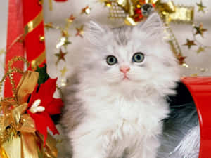 Imágenes de Gatos Navideños — Gato Lindo Fondos de pantalla