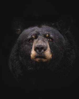 Fondo de pantalla de imagen de oso negro para celular