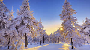 Imágenes de paraíso invernal — Estética invernal Fondos de pantalla