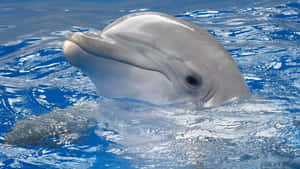 Imágenes de Delfines Lindos — Surface Fondos de pantalla