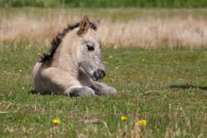 Fondo de caballo lindo — Caballo lindo Fondos de pantalla