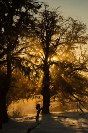 Imágenes de Ramas de Árbol — Cielo al atardecer Fondos de pantalla