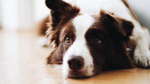 Fondo de pantalla de escritorio de un perro peludo blanco y canela recostado. — Pro Display XDR Fondos de pantalla
