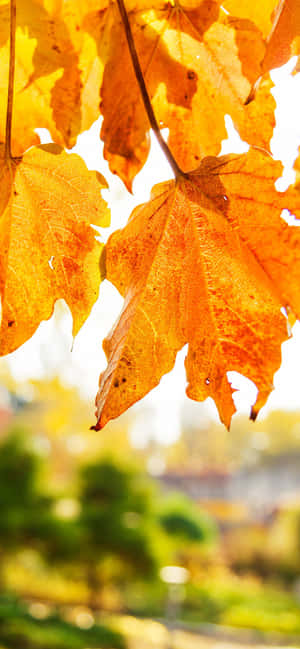 Mejor Fondo de Otoño — Oppo A6x Fondos de pantalla