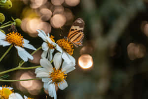 Imágenes de estética de mariposas — MacBook Air M4 Fondos de pantalla