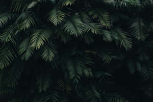 Imágenes de estética verde oscuro — MacBook Pro M3 Fondos de pantalla