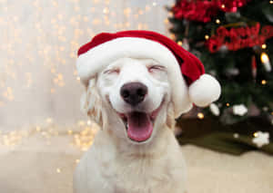 Imágenes divertidas de Navidad — Estética navideña linda Fondos de pantalla