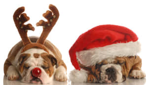 Imágenes divertidas de Navidad — Navidad divertida Fondos de pantalla