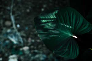 Imágenes estéticas verde oscuro — MacBook Pro M2 Fondos de pantalla