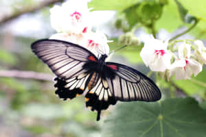 Imágenes estéticas de mariposas — MacBook Pro M2 Fondos de pantalla