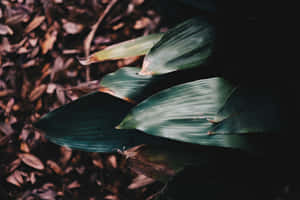 Imágenes estéticas verde oscuro — MacBook Pro M2 Fondos de pantalla