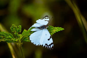 Imágenes estéticas de mariposas — MacBook Pro M2 Fondos de pantalla