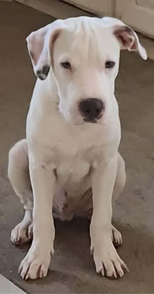 Fotos de Dogo Argentino — Pixel Fold Fondos de pantalla