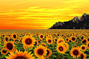Impresionante imagen estética amarilla de flores floreciendo durante la hora dorada — Estético Amarillo Fondos de pantalla