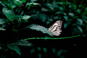 Mariposa blanca y negra entre hojas verdes de plantas en el jardín, fondo de pantalla.