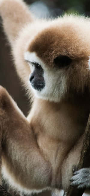 Fondo del iPhone Xs Max Gibbon — iPhone 14 Plus Fondos de pantalla