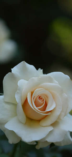 Rosas Blancas iPhone — iPhone 15 Fondos de pantalla