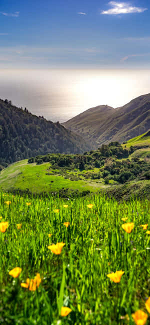 Fondo de Iphone Xs California — Verano Fondos de pantalla