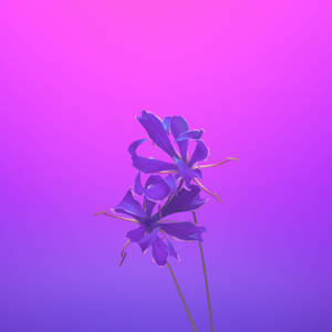 Iphone 11 Morado — Fondo de pantalla aesthetic para iPhone Fondos de pantalla