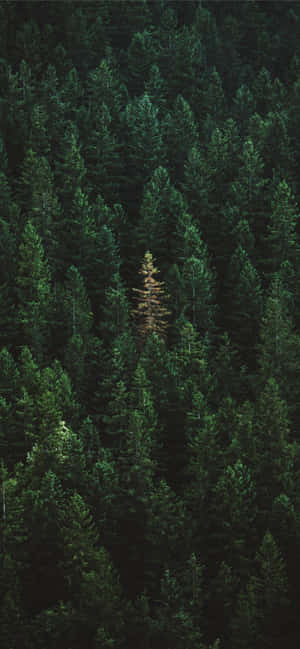 iPhone 11 Verde — iPhone 12 Fondos de pantalla