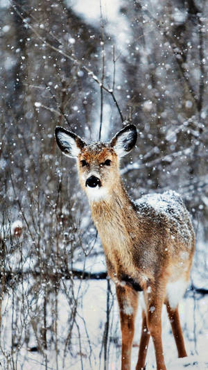Fondo de pantalla Iphone 12 Pro Max Venado Invierno — iPhone 13 Pro Max Fondos de pantalla