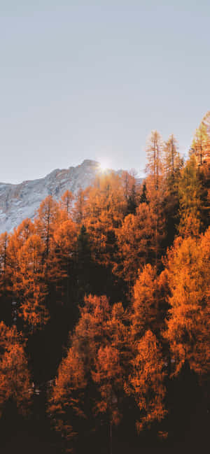 Estética Otoñal de iPhone Bosque Naranja — Realme 14T Fondos de pantalla