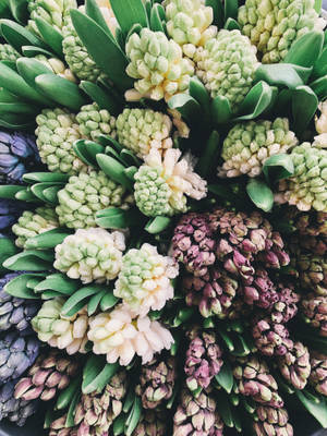 Fondo de pantalla de jacintos en el mercado — 3:4 Fondos de pantalla