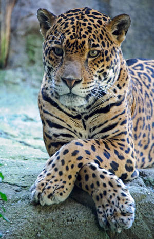 Fondo de pantalla de jaguar con patas cruzadas — Galaxy Tab S9 Fondos de pantalla