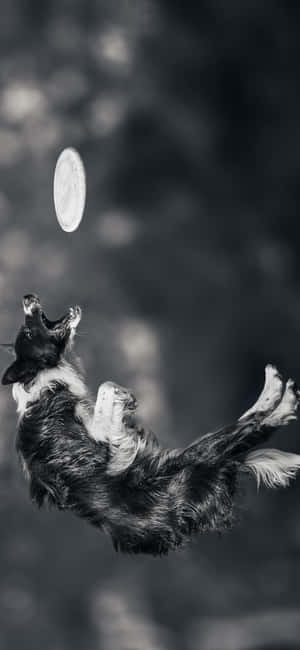 Fondo de Frisbee iPhone Xs — OnePlus 15T Fondos de pantalla