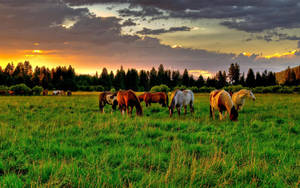 Vista previa de fondo de pantalla: caballos, golf, comida, atardecer — 16:10 Fondos de pantalla