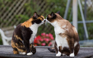 Dos gatos besándose afuera en un lugar acogedor del jardín. Lindos animales peludos enamorados.