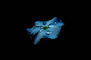 Fondo de pantalla AMOLED de una flor azul con gotas sobre fondo negro. — AMOLED Fondos de pantalla
