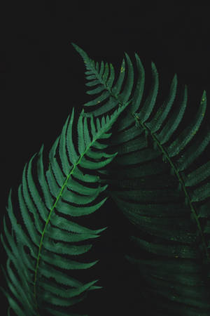 Hojas de helecho tenue — Oscuro Fondos de pantalla