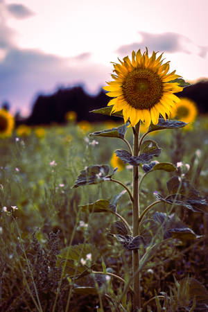 Primer plano de girasoles en el campo con color vintage, día soleado.